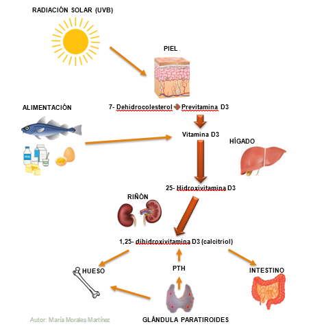 Vitamina D consejos nutrición Gastrum